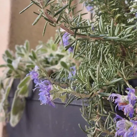 Apartment Nuova Casa Flora, Monolocale Con Minigiardino