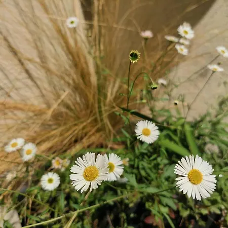 Apartment Nuova Casa Flora, Monolocale Con Minigiardino Vicenza